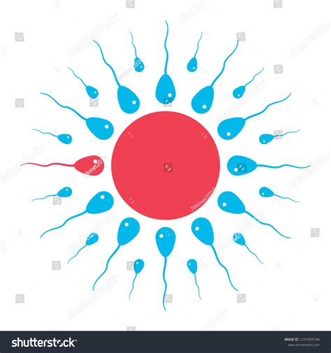 Human Sperm Egg Round Vector Stock Vector Royalty Free 1231695196