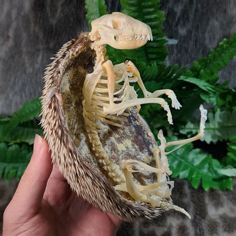 African Pygmy Hedgehog Skeleton B | SkullStore Inc.