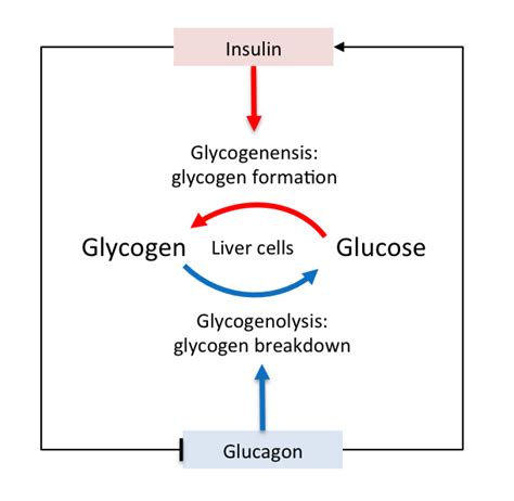 Pdb 101 Global Health Diabetes Mellitus About Causes Of Diabetes