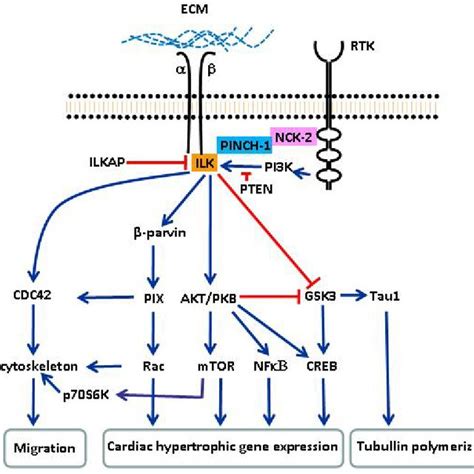 Focal Adhesion Kinase Fak Structural Features And Binding Partners