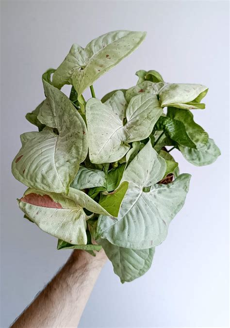Syngonium Confetti - BEGONIASYMAS.COM