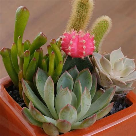 Gobi Cactus Garden | Jackson & Perkins