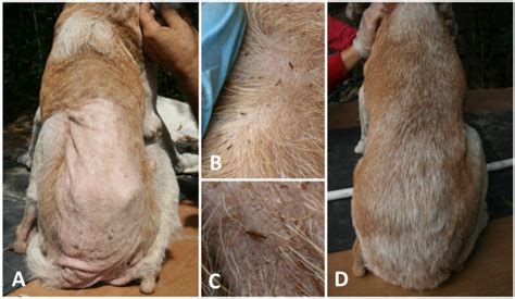 How Do You Treat Flea Allergy Dermatitis In Dogs