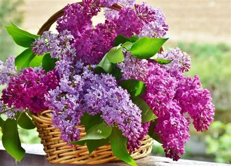 Настойка цветов сирени на водке + применение и лечение суставов