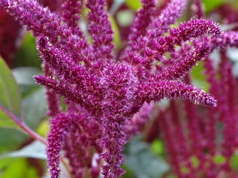 Interesting Facts About Amaranthus Flowers Flower Press