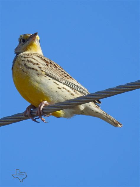 Western Meadowlark From Kleberg County TX USA On January 27 2024 At