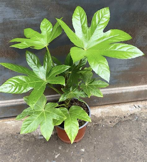 Aralia Japonica Vivero Sol Y Luna