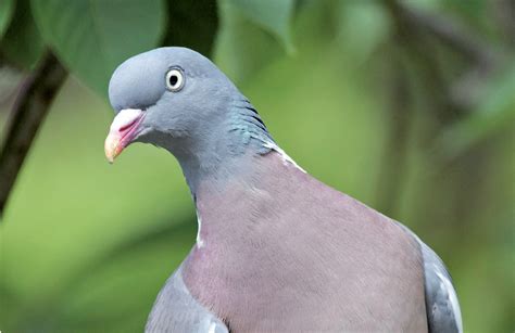 Séjours chasse palombe en palombière Palombe org France