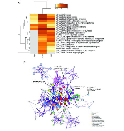 Functional Annotation And Pathway Enrichment Analysis Of Proteins Download Scientific Diagram