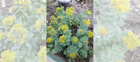 Золотой корень (Радиола розовая) купить в Домодедово | Товары для дома ...