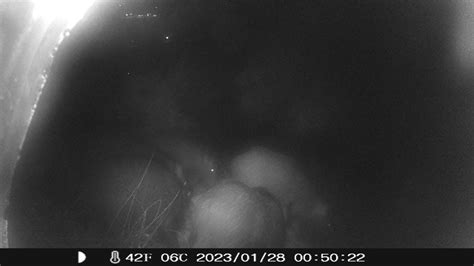 Wild life wild boar camera trap Yaban hayatı fotokapana yakalanan