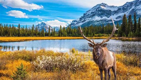 Comment bien préparer son voyage au Canada