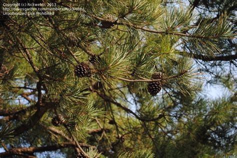 Plantfiles Pictures Pitch Pine Northern Pitch Pine Pinus Rigida 1