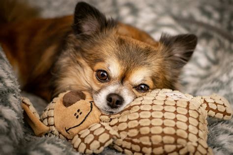 10 Easy Ways to Provide Mental Stimulation for Chihuahuas