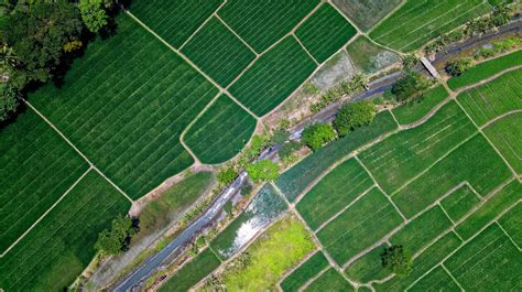 Banco De Imagens Fotografia Aérea Vista Aérea Campo Folha Lote De