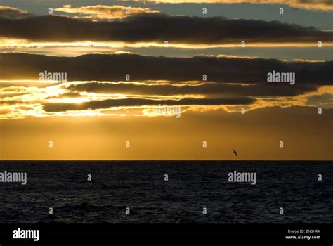 Sunset, silhouette of bird flying, Antarctica Stock Photo - Alamy