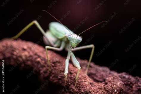 praying mantis Stock Photo | Adobe Stock