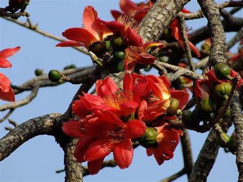 Bombax ceiba ( Nothern Cottonwood, Red silk-cotton ) - Tube Stock ...