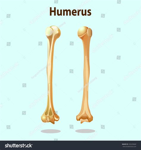 Anatomy Physiology Humerus Bones Element Vector Stock Vector (Royalty
