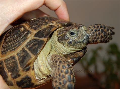 Tortaddiction How To Trim A Tortoise S Beak With Pictures