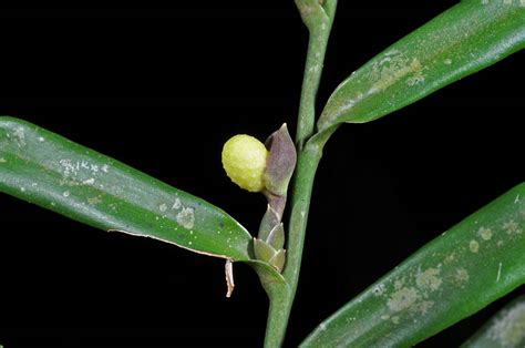 Pothos Scandens Araceae Image At Phytoimages Siu Edu