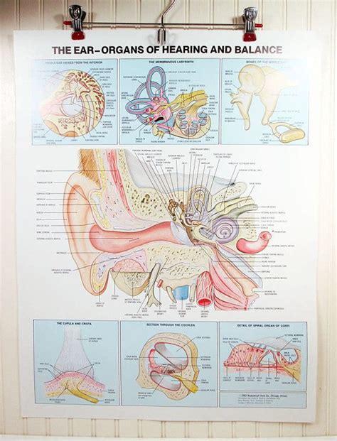 Vintage Human Anatomy Poster Ear Organs 20 X 26 Hearing Color