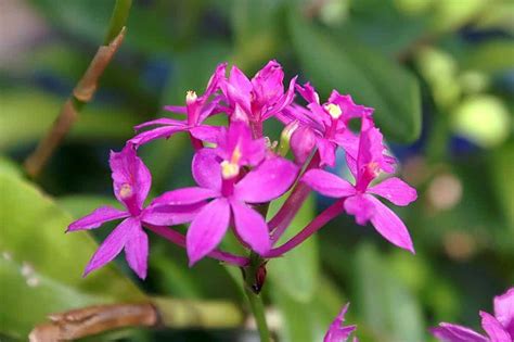 Epidendrum Orchid Plant Care Plantly