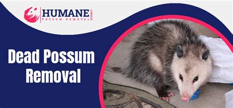 Dead Possum Removal Sydney | 02 4018 7435 | Same Day Service