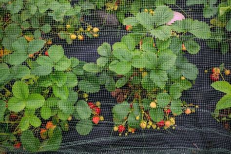 Practical Ways To Keep Strawberries Off The Ground The Practical