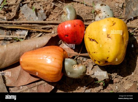 burkina faso gao cashew nut farming cashew fruit wit nut anbau von