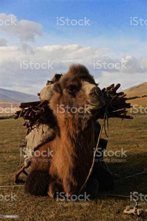 Kazakh Nomads Culture And Lifestyle Stock Photo - Download Image Now ...