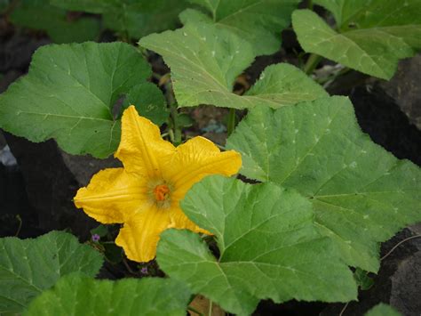 Cucurbita Moschata Butternut Squash Calabasa Calabaza Crookneck Squash Squash Winter