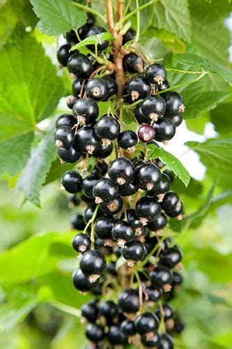 Blackcurrant Ribes Nigrum Ben Hope In The Currants And Gooseberries