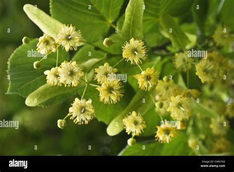 Tilia Europea Detail Hi Res Stock Photography And Images Alamy