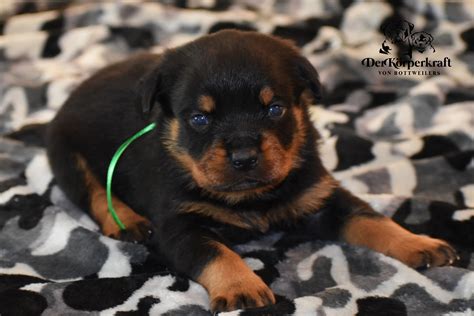 DKV Rottweilers | Rottweilers For Sale | Rottweilers For Sale