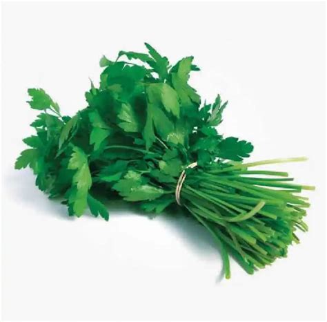 Semilla De Cilantro Verde Hoja Ancha X 454 G Impulsemillas Croper