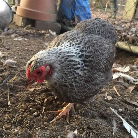 Andalusian Chicken: Eggs, Height, Size and Raising Tips