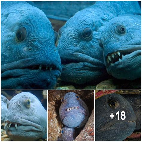 These Creepy Looking Deep Sea Fish Are Actually Super Friendly to Humans