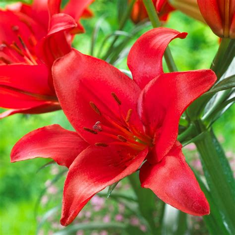 Лилия азиатская Прунотто (Lilium Asiatic Prunotto) | отзывы