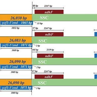 The Comparison Of The Lsc Ir And Ssc Border Regions Among The Four