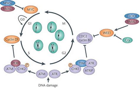 0 24 Regulation Of The Cell Cycle By The Circadian Clock The Circadian