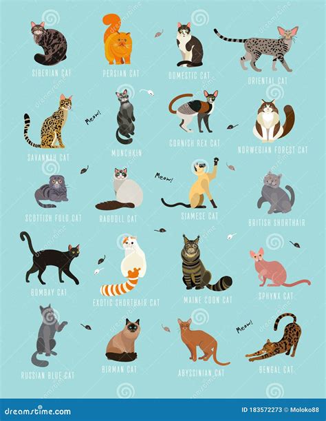 Cat Breeds Poster In Englishcats Of The World Cat Breeds Collection