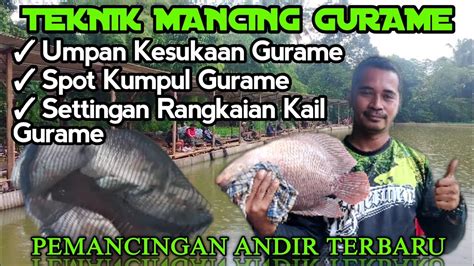 Teknik Mancing Gurame Di Kolam Cara Dan Trik Mancing Gurame Di Kolam