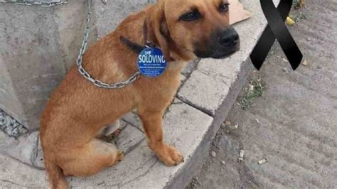 Captan A Indigente Llorando Frente A Su Perrito Atropellado El Ma Ana