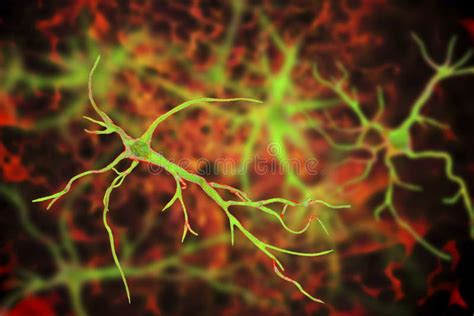 Astrocytes C Lulas Glial Cerebral Stock De Ilustraci N Ilustraci N