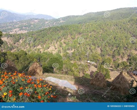 Samall Village With Trees And Flowers Stock Image Image Of Village