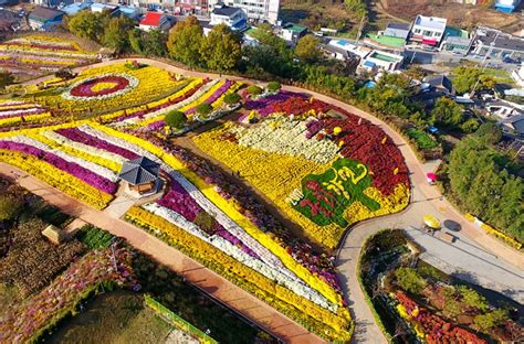 화순여행코스 전남가볼만한곳 화순국화축제 국화향연 네이버 블로그