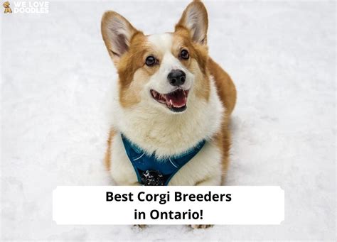 6 Best Corgi Breeders in Ontario!