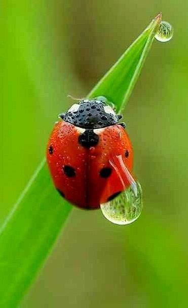 Ladybug Wet With Dew Ladybug Ladybird Beautiful Bugs