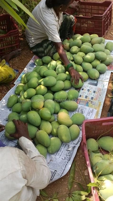 Pure Yellow Fresh Fruits Banganapalli Mangoes In India Buy Best